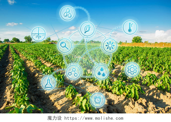 农业科学分析图标下的绿色农田现代农业。在阳光明媚的一天，蔬菜田。新鲜的绿色绿色。农业的创新和发展。科学的工作与选择、作物预测和状况分析.
